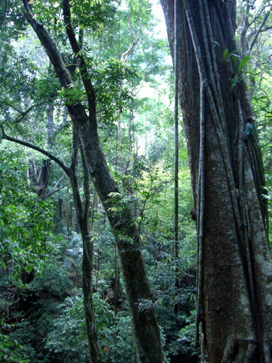 Forêt vierge